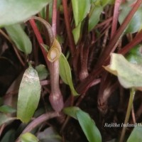 Cryptocoryne walkeri Schott