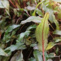 Cryptocoryne walkeri Schott