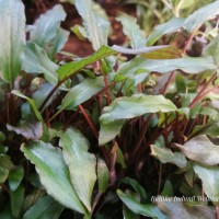 <i>Cryptocoryne walkeri</i>  Schott