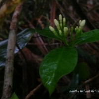 Rauvolfia verticillata (Lour.) Baill.