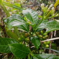 Rauvolfia verticillata (Lour.) Baill.