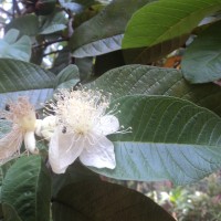 Psidium guajava L.