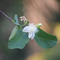 Psidium guajava L.