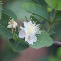 <i>Psidium guajava</i>  L.