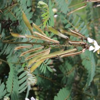 Tephrosia vogelii Hook.f.