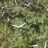 Vachellia eburnea (L.f.) P.J.H.Hurter & Mabb.