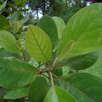 <i>Elaeocarpus subvillosus</i>  Arn.