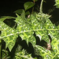 Acanthus montanus (Nees) T.Anderson