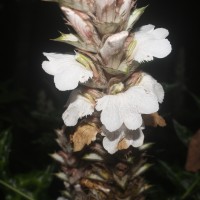 Acanthus montanus (Nees) T.Anderson