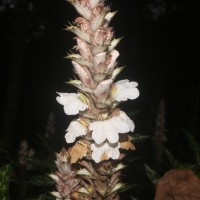 Acanthus montanus (Nees) T.Anderson