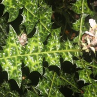 Acanthus montanus (Nees) T.Anderson