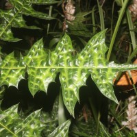 Acanthus montanus (Nees) T.Anderson