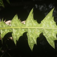 Acanthus montanus (Nees) T.Anderson