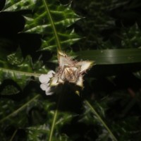 Acanthus montanus (Nees) T.Anderson