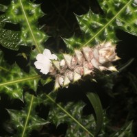 Acanthus montanus (Nees) T.Anderson