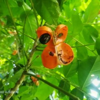 Harpullia arborea (Blanco) Radlk.