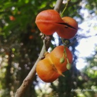 Harpullia arborea (Blanco) Radlk.