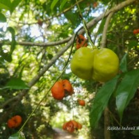 Harpullia arborea (Blanco) Radlk.