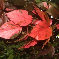 Acalypha wilkesiana Müll.Arg.