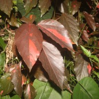 Acalypha wilkesiana Müll.Arg.