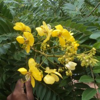 Senna spectabilis (DC.) H.S.Irwin & Barneby