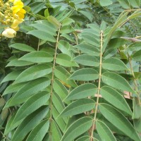 Senna spectabilis (DC.) H.S.Irwin & Barneby