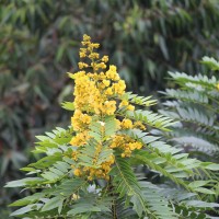 Senna spectabilis (DC.) H.S.Irwin & Barneby