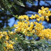 Senna spectabilis (DC.) H.S.Irwin & Barneby