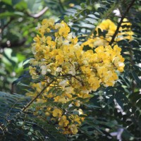 <i>Senna spectabilis</i>  (DC.) H.S.Irwin & Barneby