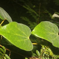 Tinospora sinensis (Lour.) Merr.