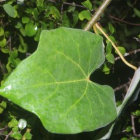 Tinospora sinensis (Lour.) Merr.