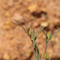 Microstachys chamaelea (L.) Müll.Arg.