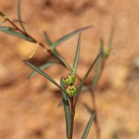 Microstachys chamaelea (L.) Müll.Arg.