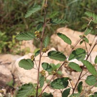 Waltheria indica L.