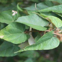 Wissadula periplocifolia (L.) Thwaites