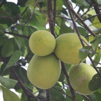 Citrus maxima (Burm.) Merr.