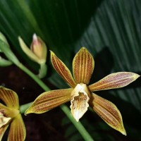 Phaius luridus Thwaites