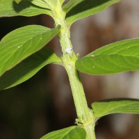 Spermacoce latifolia Aubl.