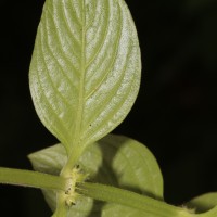 Spermacoce latifolia Aubl.