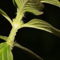 Spermacoce latifolia Aubl.