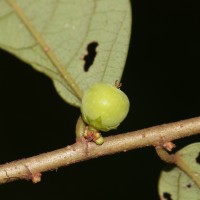 Bridelia stipularis (L.) Blume