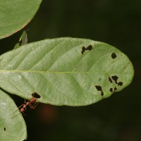 Bridelia stipularis (L.) Blume