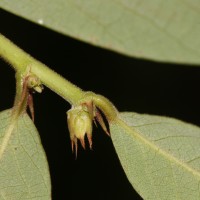 Bridelia stipularis (L.) Blume