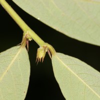 Bridelia stipularis (L.) Blume