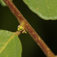 Bridelia stipularis (L.) Blume