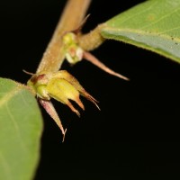 Bridelia stipularis (L.) Blume