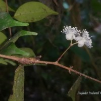 Eugenia haputalense Kosterm.