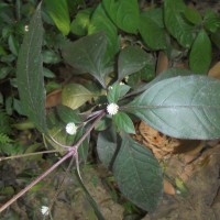 Alternanthera brasiliana (L.) Kuntze