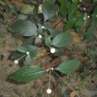 <i>Alternanthera brasiliana</i>  (L.) Kuntze