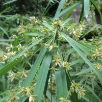 Cyperus alternifolius L.